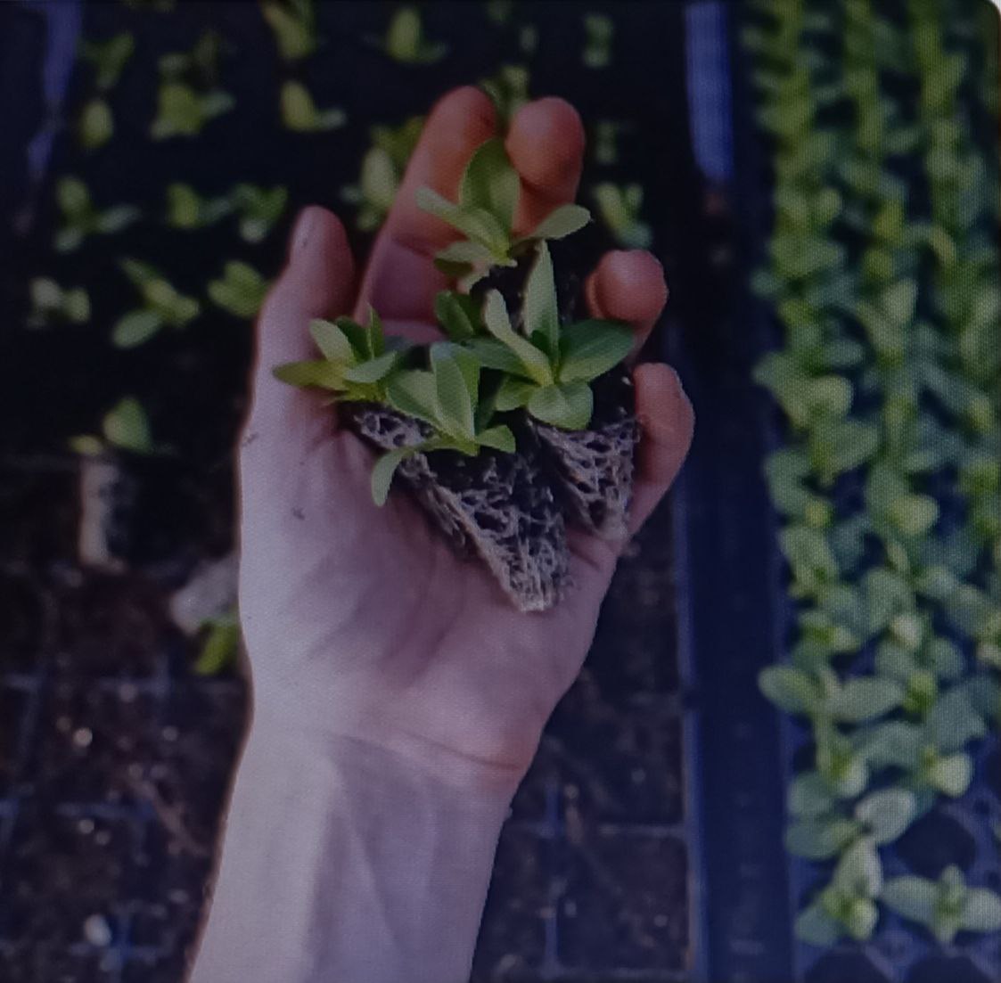 Hand holding seedlings